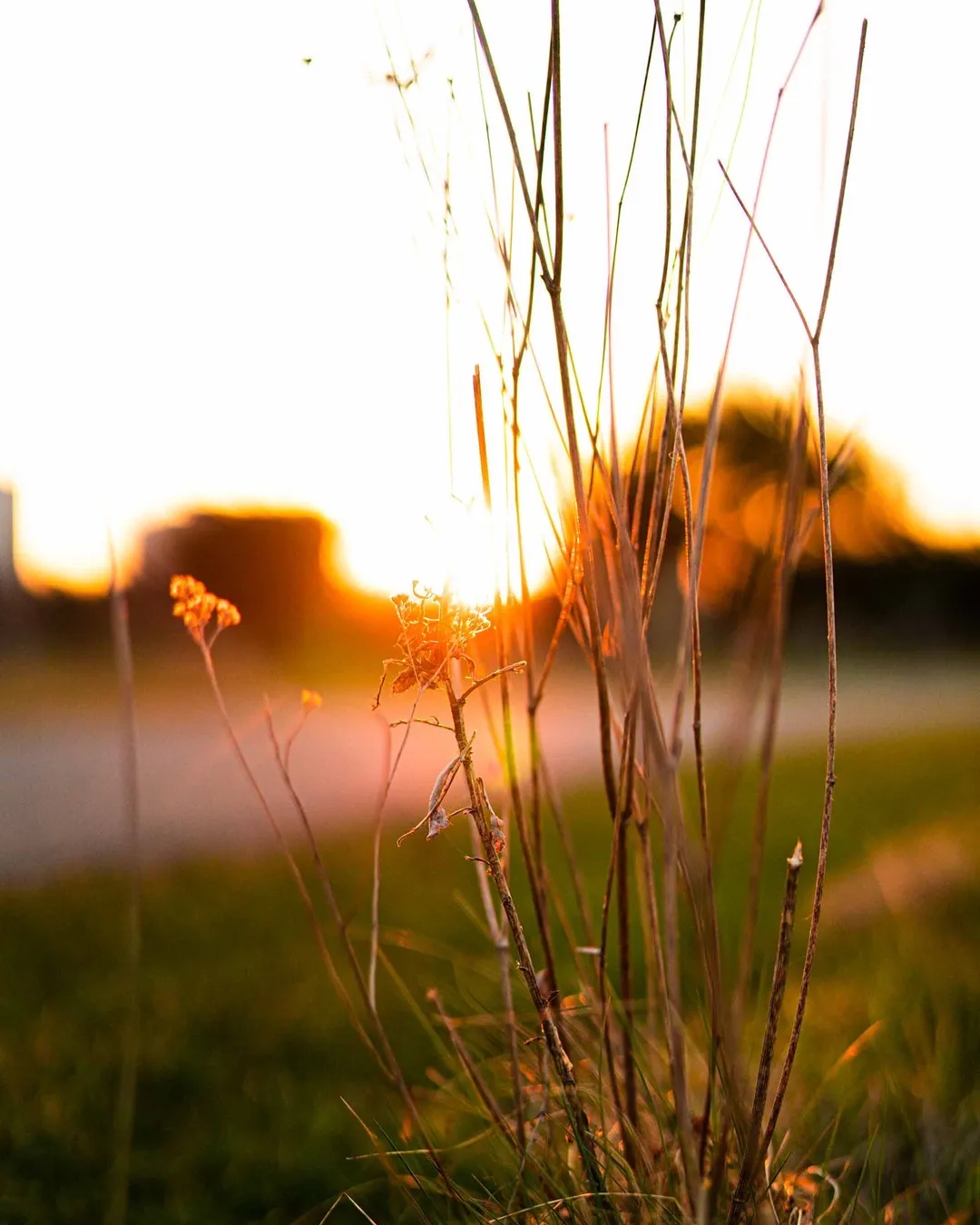 Nature photograph 05