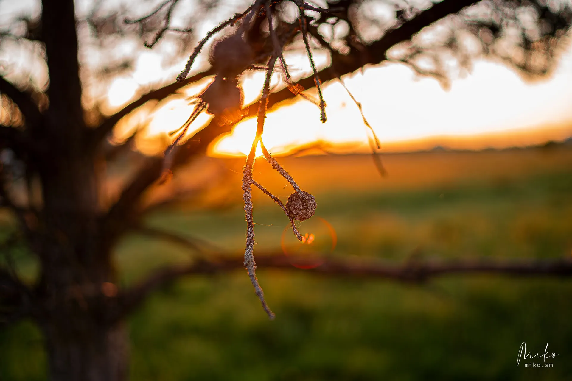 Nature photograph 07