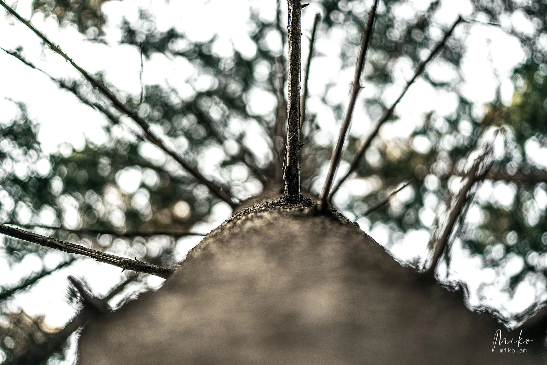 Nature photograph 08