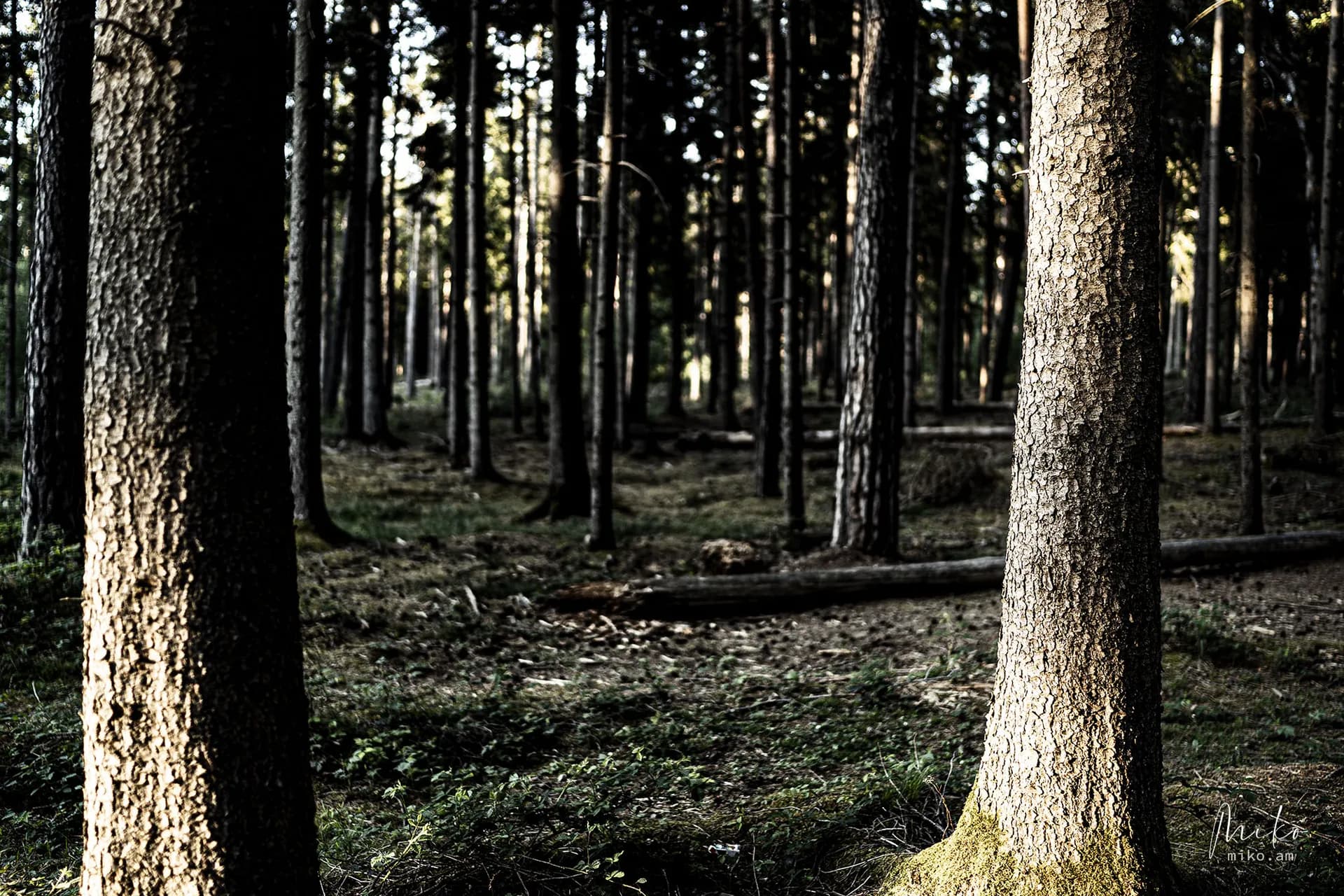 Nature photograph 09