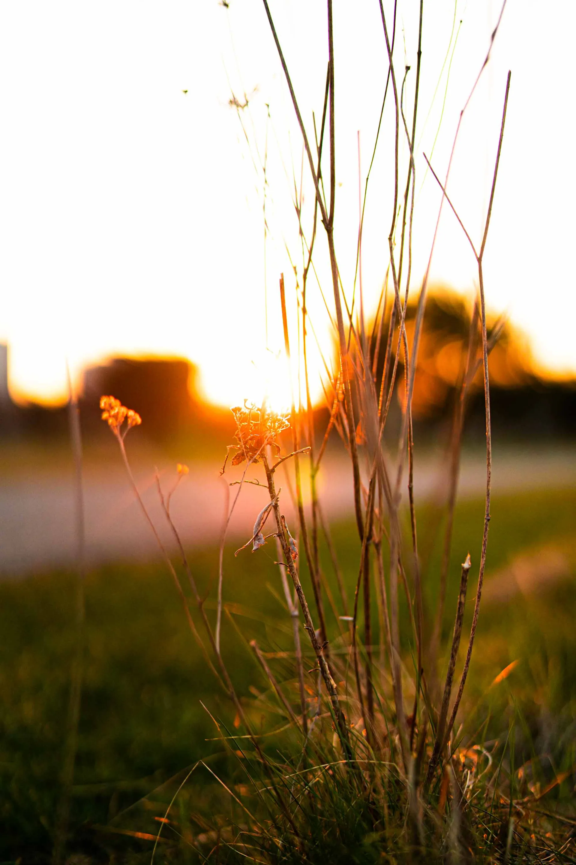 Nature photograph 01