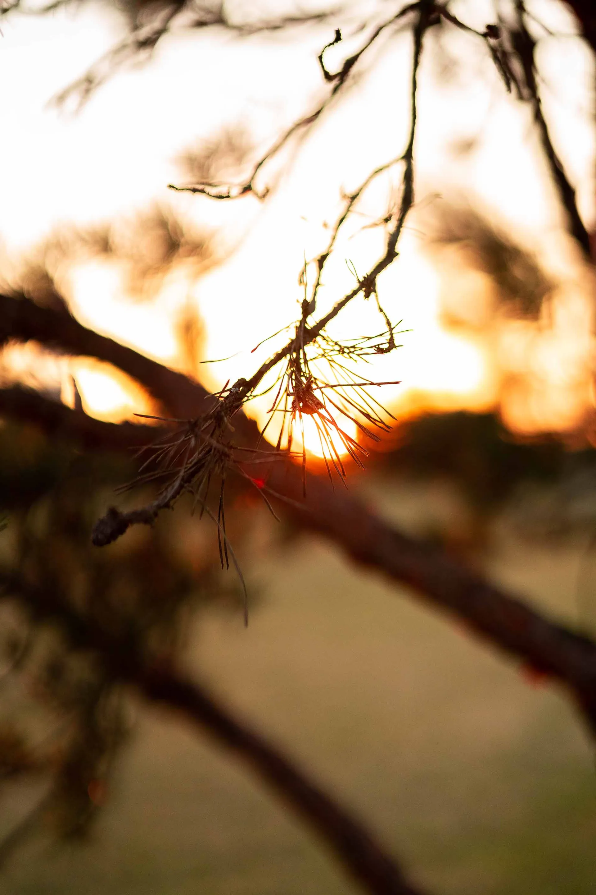 Nature photograph 02