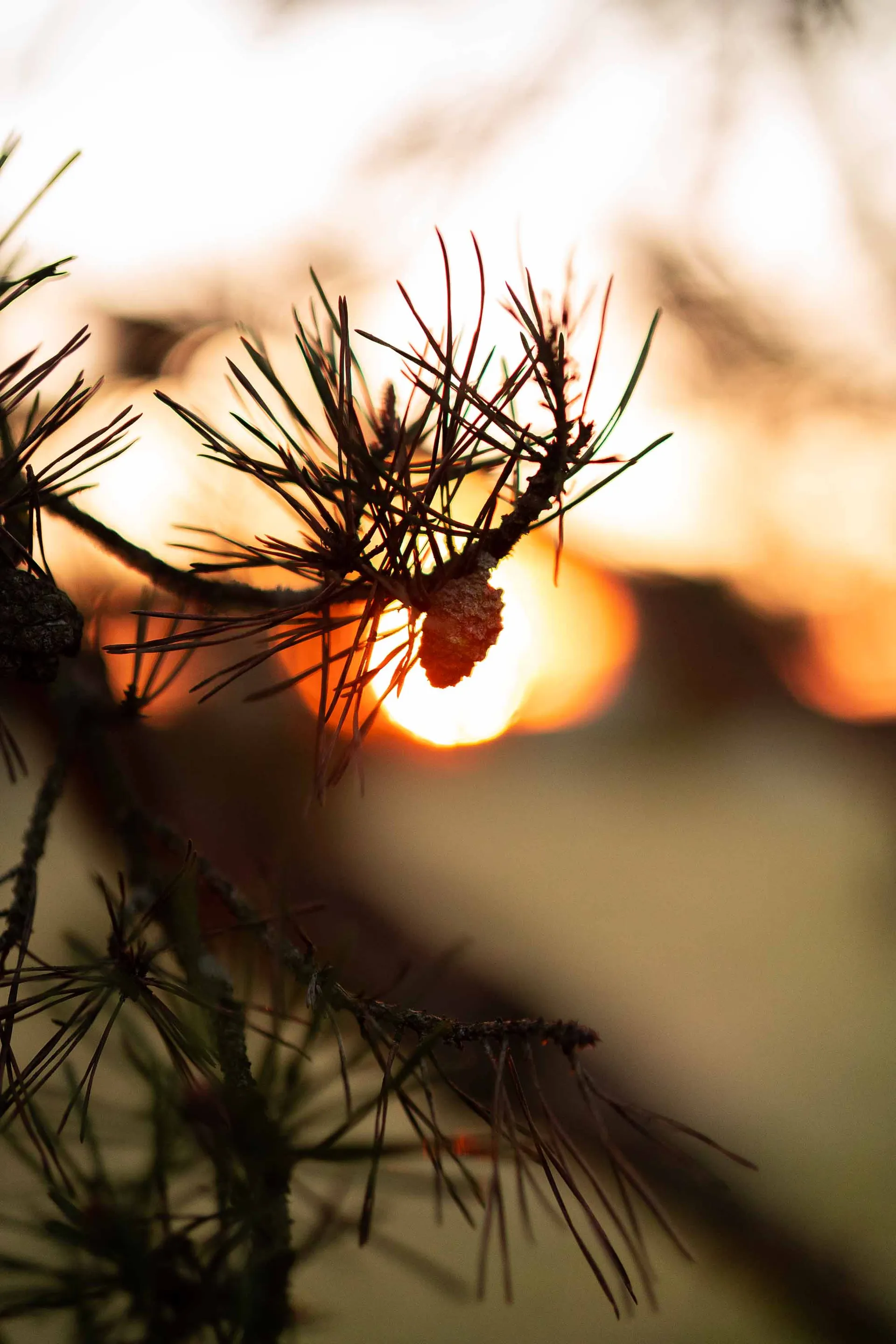 Nature photograph 03
