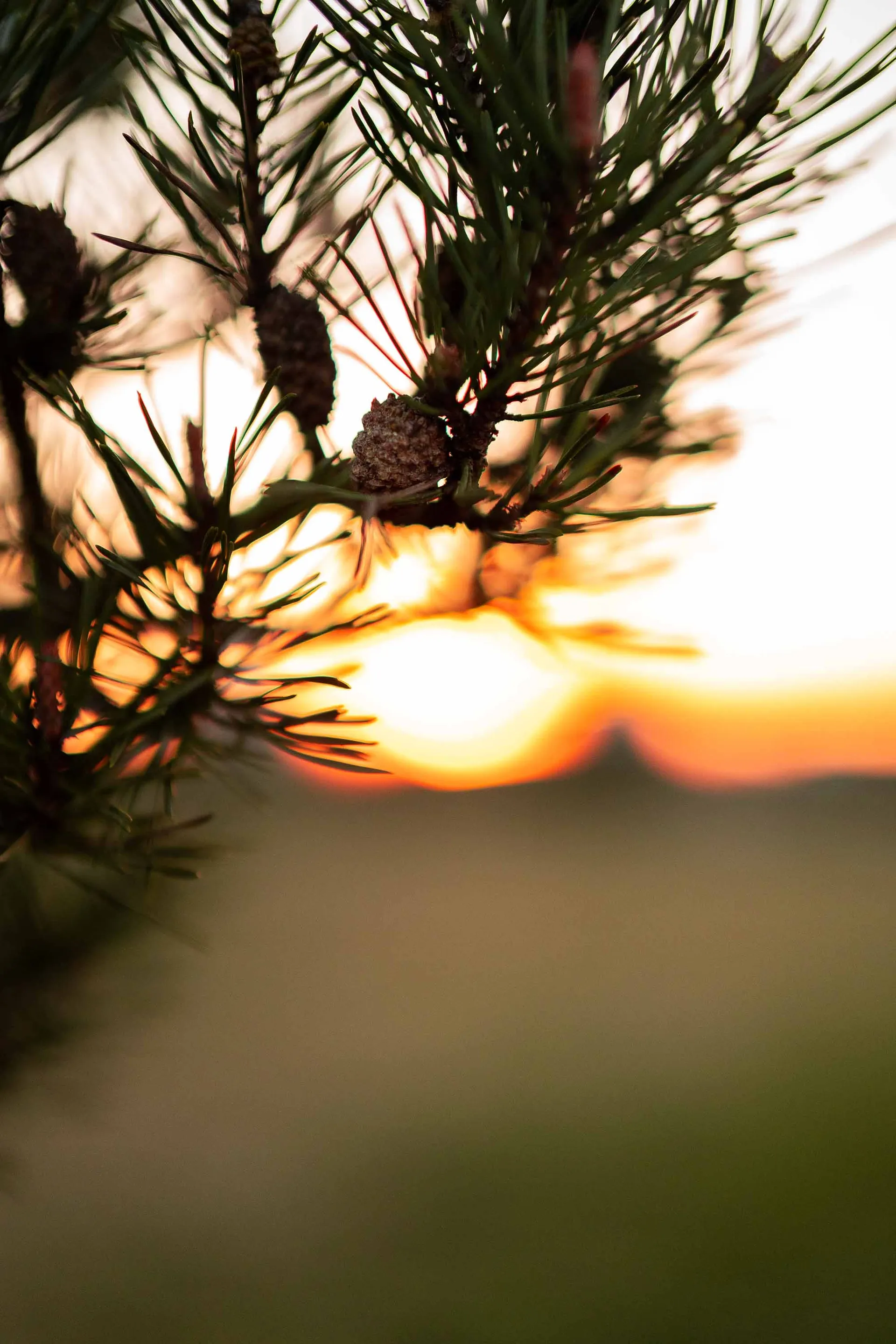 Nature photograph 04