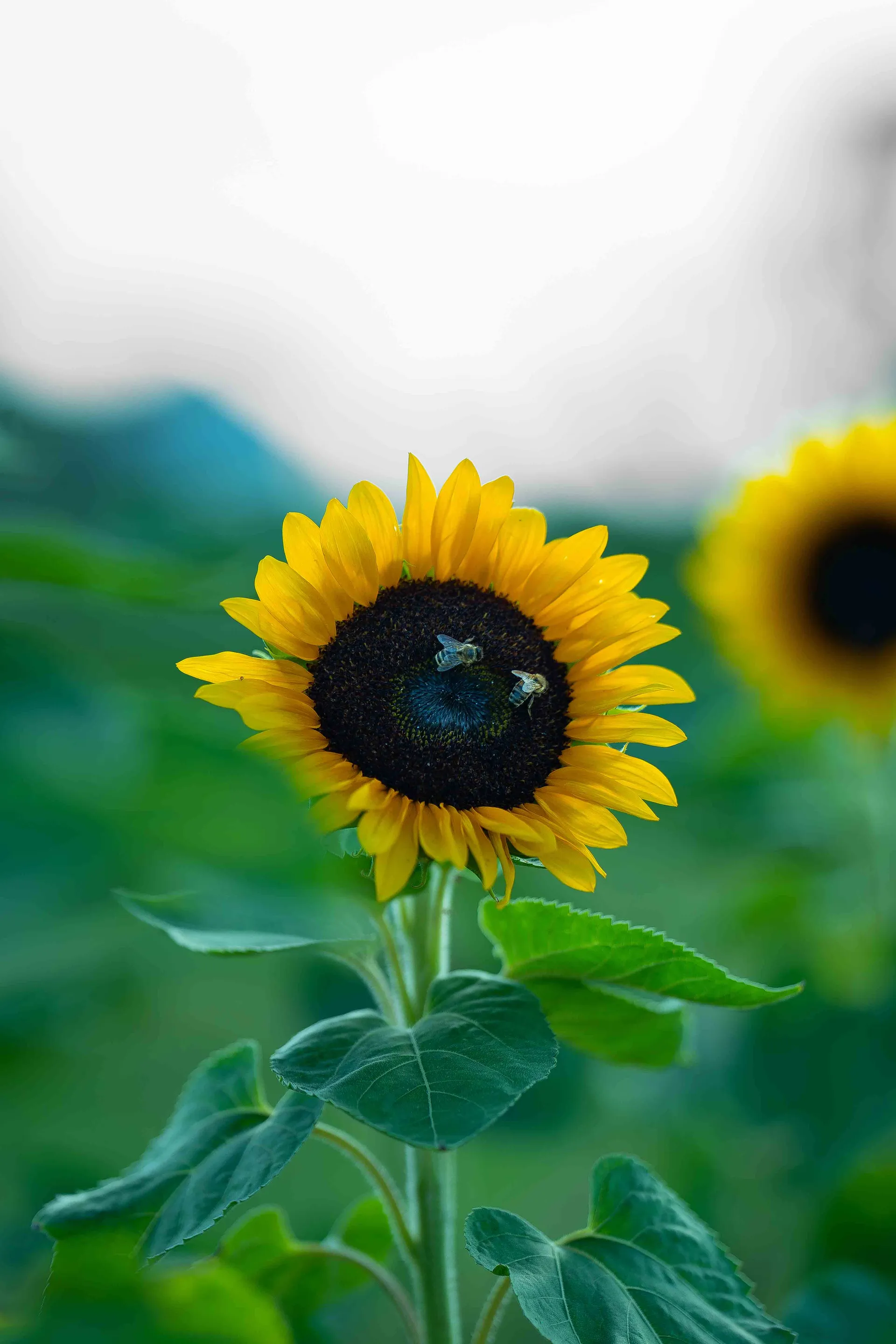 Sunflower Dream photograph 01